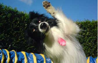 Kennel Club do Est de Alagoas - Foto 1