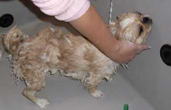 Clínica Veterinária Pedigree Tosa e Banho - Foto 1