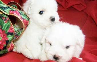 Scalare Pet Shop - Foto 1