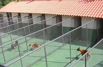 Animais & Cia Hotelzinho Canino - Foto 1
