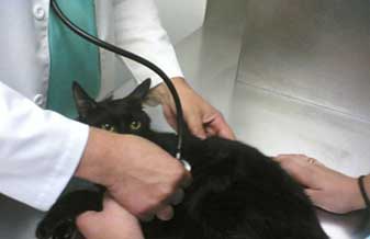 Cavalcanti e Souza Veterinárias Associadas - Foto 1