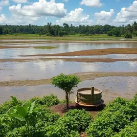 Renasce Salgadinho
