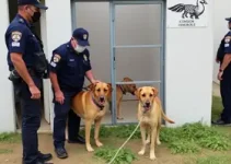 Segurança Cidadã