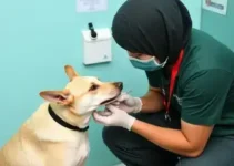 vacinação antirrábica